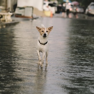 Hund Hochwasser (1)