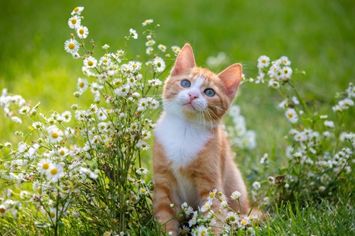 Katze Preisliste 2026 Klein