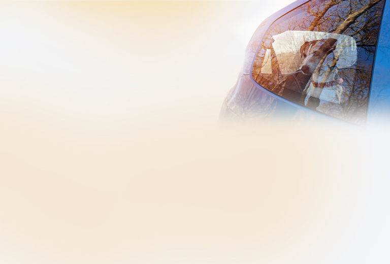 Atmungsorgane background