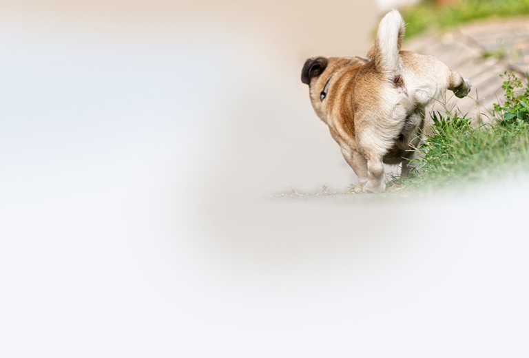 Nieren und Blase background