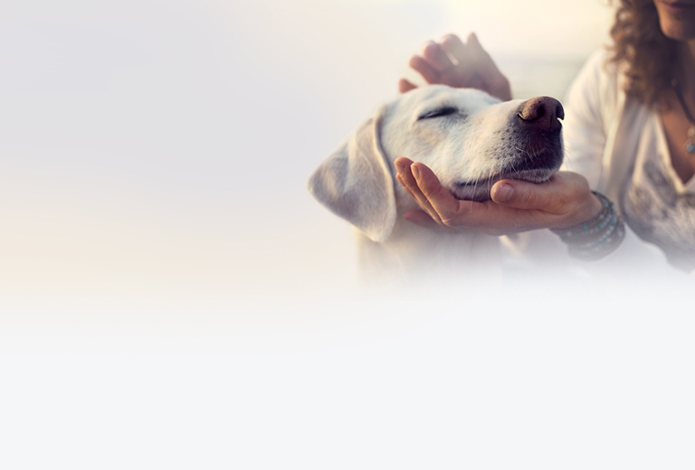 Tumorerkrankungen bei Tieren background