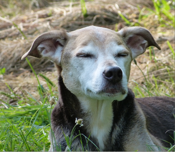 Schilddrüse T4 Verfahren