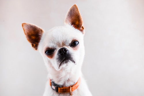 Grimmiger Hund Groß Grimmiger Hund Groß