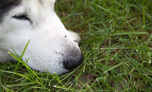 Hund Stechmücke Groß Hund Stechmücke Groß