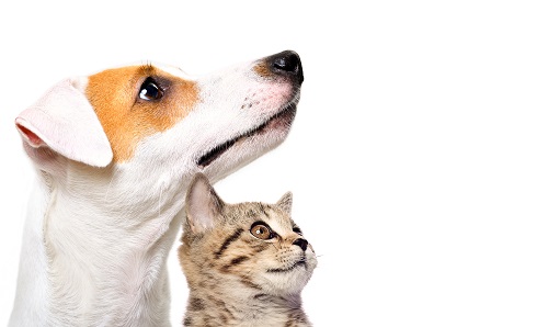 SDMA Hund Katze SDMA Hund Katze