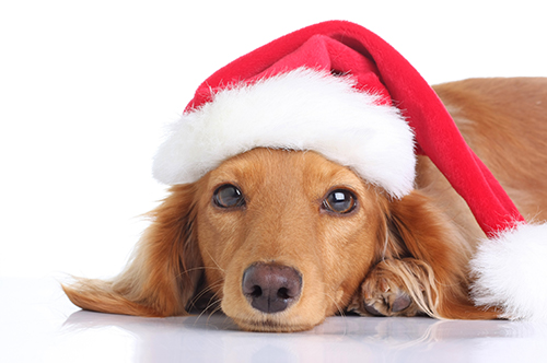 Thumbfeature Aktuelles Hundweihnachtsmuetze Thumbfeature Aktuelles Hundweihnachtsmuetze